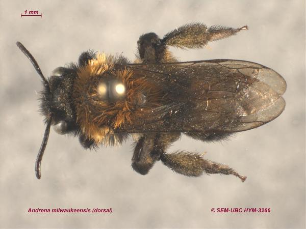 Photo of Andrena milwaukeensis by Spencer Entomological Museum